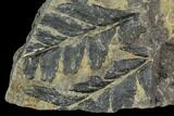 Carboniferous Fossil Ferns (Sphenopteris) - Poland #111646-1